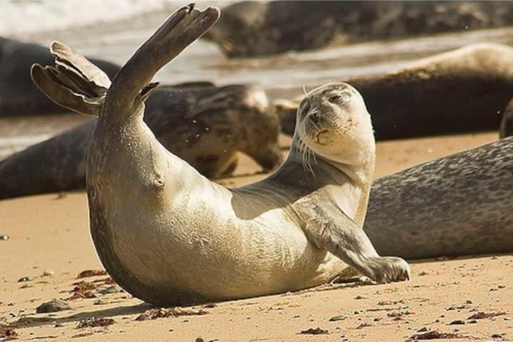 Relaxing Chalet On Popular California Sands Short Stroll To Beach, Nr Norfolk Broads & Great Yarmouth Scratby Екстериор снимка